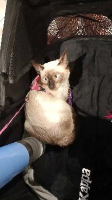 LAST FEMALE SIAMESE - Photo 6