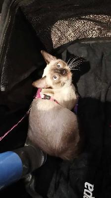 LAST FEMALE SIAMESE - Photo 7