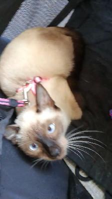 LAST FEMALE SIAMESE - Photo 8