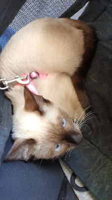 LAST FEMALE SIAMESE - Photo 9