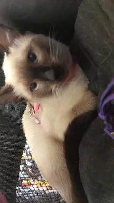 LAST FEMALE SIAMESE - Photo 10