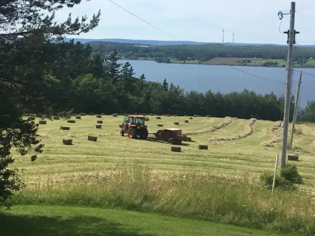 Hay For Sale