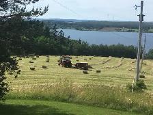 Hay For Sale