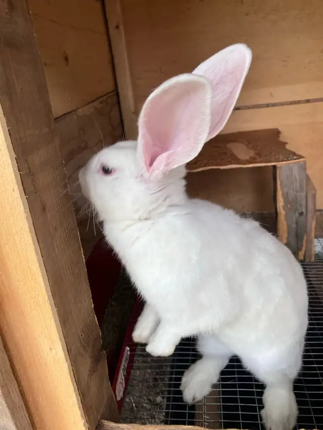 flemish giant purebred female