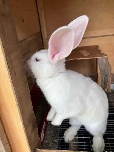 flemish giant purebred female