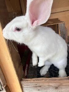 flemish giant purebred female - Photo 2