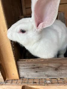 flemish giant purebred female - Photo 3