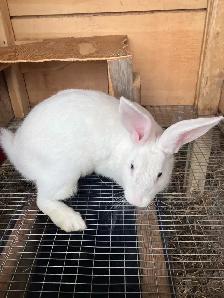 flemish giant purebred female - Photo 4