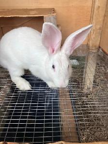 flemish giant purebred female - Photo 5