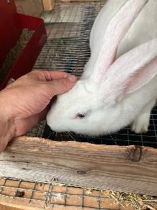 flemish giant purebred female - Photo 6