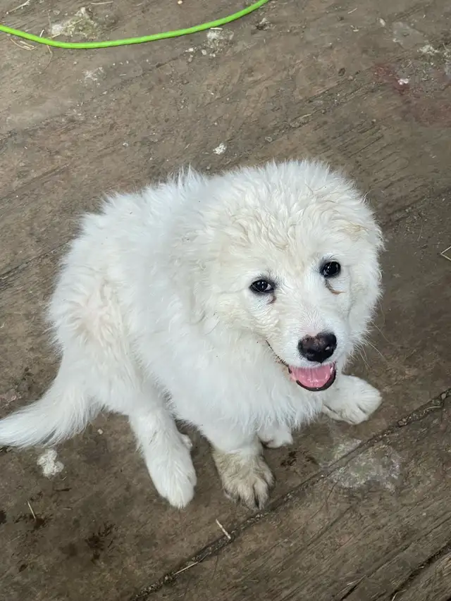 Great Pyrenees
