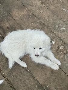 Great Pyrenees - Photo 2
