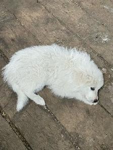 Great Pyrenees - Photo 3