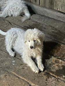 Great Pyrenees - Photo 4