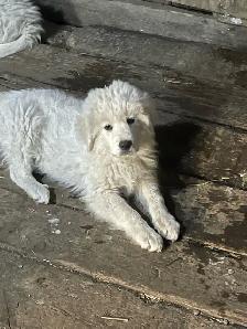 Great Pyrenees - Photo 5