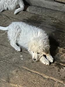 Great Pyrenees - Photo 6