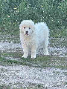 Great Pyrenees - Photo 7