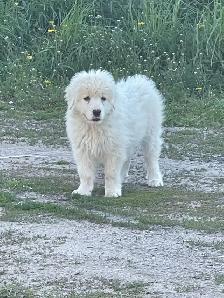Great Pyrenees - Photo 8