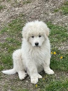 Great Pyrenees - Photo 9