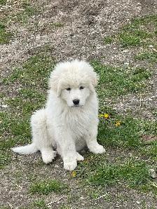 Great Pyrenees - Photo 10