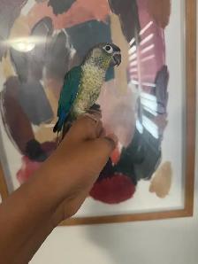 Baby Violet Conure
