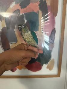 Baby Violet Conure - Photo 2