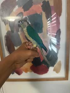 Baby Violet Conure - Photo 3