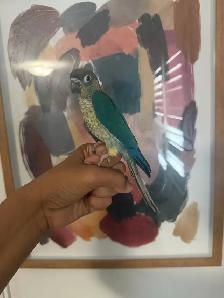 Baby Violet Conure - Photo 4