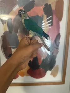 Baby Violet Conure - Photo 5