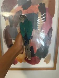 Baby Violet Conure - Photo 6