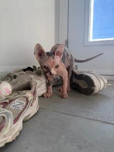 Chaton SPHYNX à vendre 1200$ prête à partir
