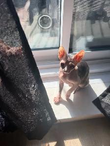Chaton SPHYNX à vendre 1200$ prête à partir - Photo 2