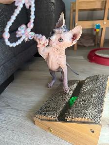 Chaton SPHYNX à vendre 1200$ prête à partir - Photo 3