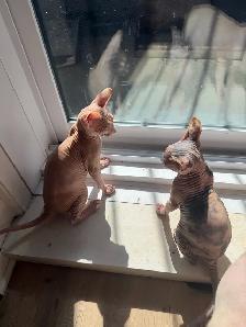 Chaton SPHYNX à vendre 1200$ prête à partir - Photo 4