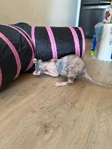 Chaton SPHYNX à vendre 1200$ prête à partir - Photo 5