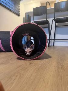 Chaton SPHYNX à vendre 1200$ prête à partir - Photo 6
