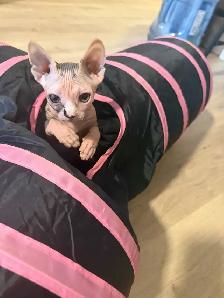 Chaton SPHYNX à vendre 1200$ prête à partir - Photo 7