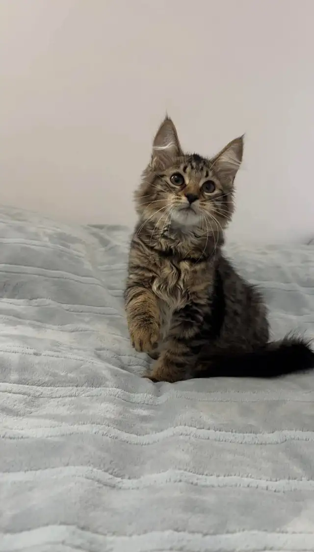 Siberian male kitten available