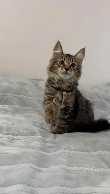 Siberian male kitten available