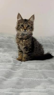 Siberian male kitten available - Photo 2