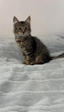 Siberian male kitten available - Photo 5