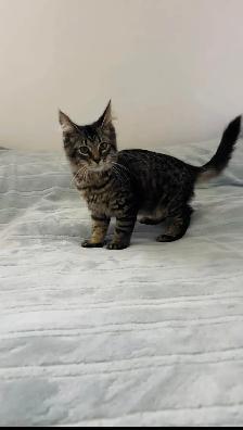 Siberian male kitten available - Photo 6