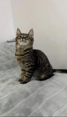 Siberian male kitten available - Photo 7