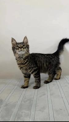 Siberian male kitten available - Photo 8