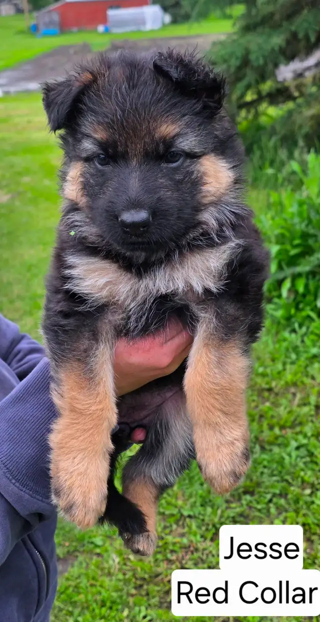 Long Haired German Shepherd Puppies