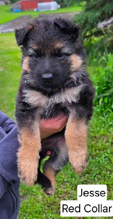 Long Haired German Shepherd Puppies