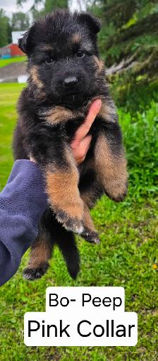 Long Haired German Shepherd Puppies - Photo 2