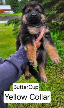 Long Haired German Shepherd Puppies - Photo 3