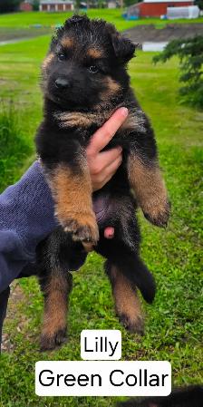 Long Haired German Shepherd Puppies - Photo 4