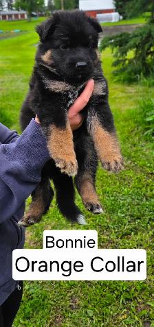 Long Haired German Shepherd Puppies - Photo 5